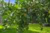 9 Westray Avenue, Banora Point, NSW 2486-Image