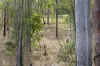 91 Arborten Road, Glenwood, Qld 4570-Image