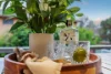 91 Segenhoe Street, Aberdeen NSW 2336-Image