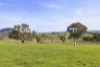 91 Walls Junction Road, Bowning, NSW 2582-Image