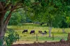 92 Halls Road, Cedar Creek QLD 4520-Image