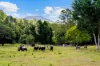 92 Halls Road, Cedar Creek QLD 4520-Image