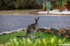 92 Needles Road, Williamstown, SA 5351-Image