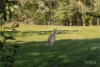 93 Clarendon Road, Peregian Beach, Qld 4573-Image