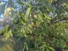 93 Forest Drive, Hampton, Qld 4352-Image
