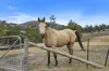 94 Blue Hills Road, Copping, Tas 7174-Image