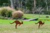 94  Penrose Road, Bundanoon, NSW 2578-Image