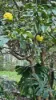 95 Florence Terrace, Scotland Island, NSW 2105-Image