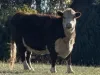 95 White Hills Road, Penguin, Tas 7316-Image