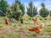 95 Willow Tree Lane, Mount Rankin, NSW 2795-Image