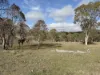 953 Sugarloaf Road, Sugarloaf, Qld 4380-Image