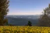 97-101 The Shelf Road, Tamborine Mountain, Qld 4272-Image