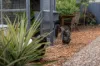 97 Allambi Avenue, Broadbeach Waters, Qld 4218-Image