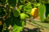 97 Arborcrescent Road, Glenwood, Qld 4570-Image