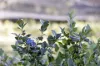 97 Cranneys Lane, Trentham, Vic 3458-Image