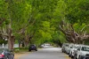 97a Laurel Avenue, Chelmer, Qld 4068-Image