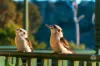 98 Kalamunda Road, Kalamunda, WA 6076-Image