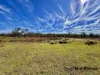 98 McKechnie Road, Ruby Creek, NSW 4380-Image