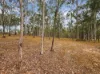 98 Waterloo Hall Road, Waterloo, Qld 4673-Image