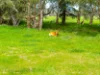 980 Inman Valley Road, Inman Valley, SA 5211-Image