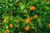 982-988 George Downs Drive, Kulnura, NSW 2250-Image