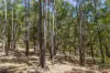 9853 Vasse Highway, Peerabeelup, WA 6260-Image