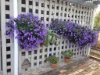 99 Glebe Road, Silkstone, Qld 4304-Image