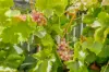 99 Woodbridge Drive, Cooloongup, WA 6168-Image