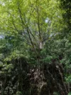 Address available on request, Hunchy, Qld 4555-Image