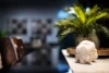 Address available on request, Morley, WA 6062-Image