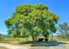 (House)/208  Clutha Creek Road, Tamborine, Qld 4270-Image