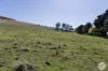 Lot 1/232 Forest Hill Road, Newlyn, Vic 3364-Image