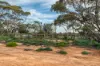Lot 103 Story Avenue, Renmark, SA 5341-Image