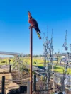 Lot 638 Martindale Way, Andrews Farm, SA 5114-Image