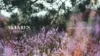 Lot Katrina Court, Westbrook, Qld 4350-Image
