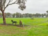 'Smithfield', 266 Gooda Creek Road, Murrumbateman, NSW 2582-Image