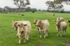 'Smithfield', 266 Gooda Creek Road, Murrumbateman, NSW 2582-Image