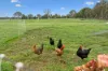 'Smithfield', 266 Gooda Creek Road, Murrumbateman, NSW 2582-Image