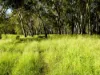'Waldegrave' 941 Orallo Road, Roma, Qld 4455-Image