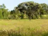 'Waldegrave' 941 Orallo Road, Roma, Qld 4455-Image