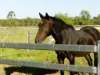 'Waldegrave' 941 Orallo Road, Roma, Qld 4455-Image