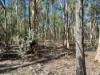110 Biggs Road, Coolmunda QLD 4387-Image