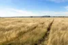124 Brays Road, Cambrian Hill VIC 3352-Image