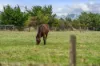 138 Jennings Street, Colac VIC 3250-Image