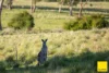 15 Karina Close, Armidale NSW 2350-Image