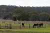 172, Cawdor QLD 4352-Image