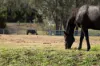172, Cawdor QLD 4352-Image