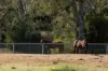 172, Cawdor QLD 4352-Image