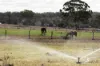 172, Cawdor QLD 4352-Image