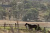 172, Cawdor QLD 4352-Image